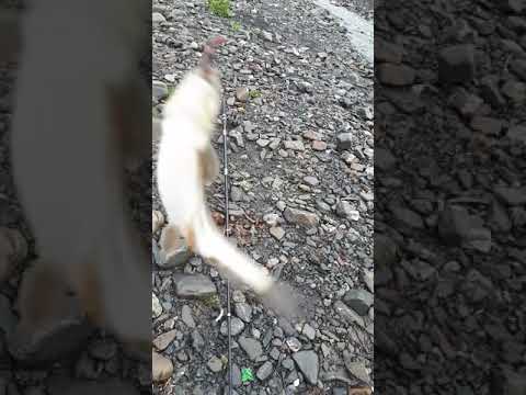 Видео: Алайку Чон кулун жайлоосу 2018 жыл 1 май.