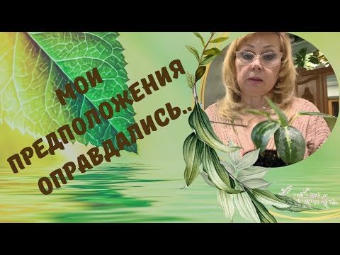 Видео: Аглаонема.Мои предположения оправдались..