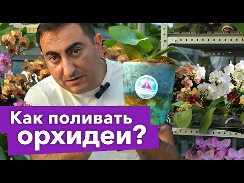 Видео: ПОЛИВАЙТЕ ОРХИДЕИ ТОЛЬКО ТАК, и корни не будут гнить, сохнуть и раскисать!