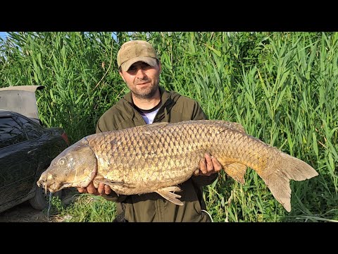 Видео: Чемпионский пояс за трофейную рыбу.