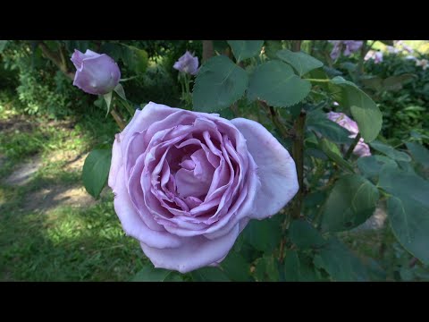 Видео: Епизод 78. Присаждане на чип бъдинг.