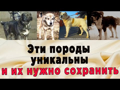 Видео: Одинаковые собаки разной ПОРОДЫ. Часть 2. Они уникальны  их нужно сохранить. Интервью с Д.Детковичем