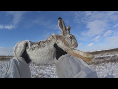 Видео: Охота на зайца 2020-2021. Профессор ушёл!
