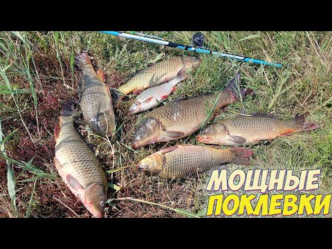 Видео: РЫБАЛКА НА САЗАНА. НА ЭТУ НАЖИВКУ ПОКЛЕВКИ ОДНА ЗА ОДНОЙ!!! ТОЛЬКО УСПЕВАЙ ЛОВИТЬ УДОЧКИ!