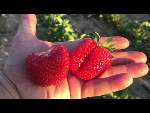 Видео: Земляника Кабрилло. Часть 2.