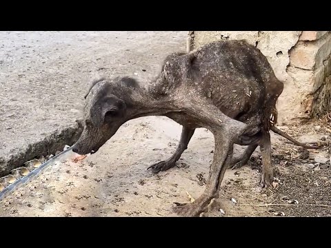 Видео: Она плакала, потому что ее никогда не любили, когда я нес ее, она уснула у меня на руках