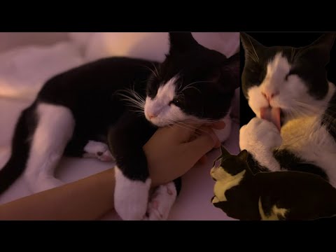 Видео: ХҮҮХЭДТЭЙ БОЛЧИХЛОО 🙀