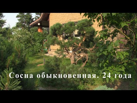 Видео: Сосна обыкновенная на даче. 2021.06