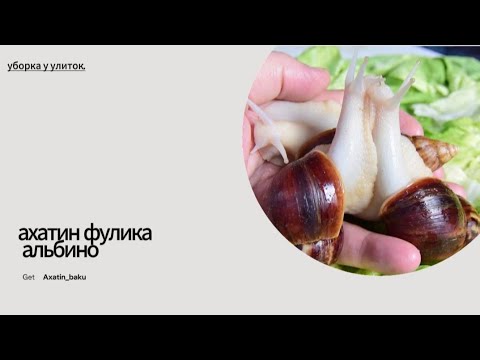 Видео: уборка у улиток ,ахатин фулика альбино💖💖💖🤩