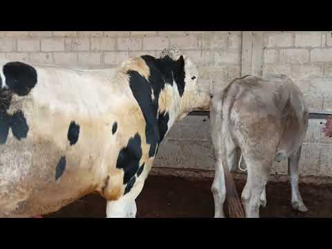 Видео: Говмолбозори хочи Шариф нахунавой молхо31 октября 2025 г.