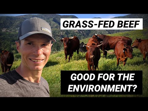 Видео: Говядина травяного откорма: восстановление почвы и экосистем при правильном подходе