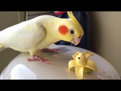 Видео: Рейтинг самых смешных моментов с попугаями 2025 года 🦜😂