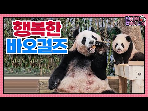Видео: (SUB) Успешный дебют маленьких панд🐼│Panda World