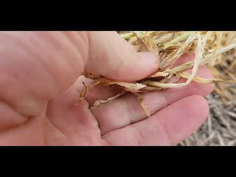Видео: No - till 14.04.2020. Состояние посевов оз.ячменя после месяца заморозков
