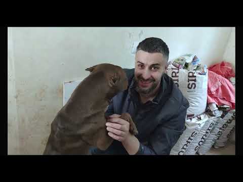 Видео: КАКИМИ СТАЛИ ПИТБУЛИ???