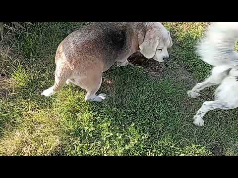 Видео: Бильбо зачем-то ест землю😬 24.07.25