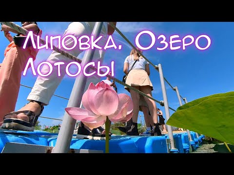 Видео: Липовка. Озеро. Лотосы (Полная версия в качестве Full HD)