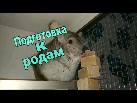 Видео: Подготовка шиншиллы к родам.