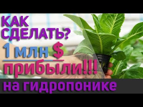 Видео: Фермерские теплицы с гидропоникой на пол гектара. Как все это сделать и превратить в 1 млн 💰 прибыли