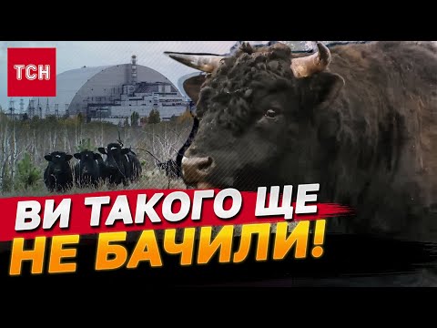 Видео: ЩОСЬ НЕЙМОВІРНЕ! Ціле СТАДО ЗДИЧАВІЛИХ КОРІВ з’явились біля ЧАЕС