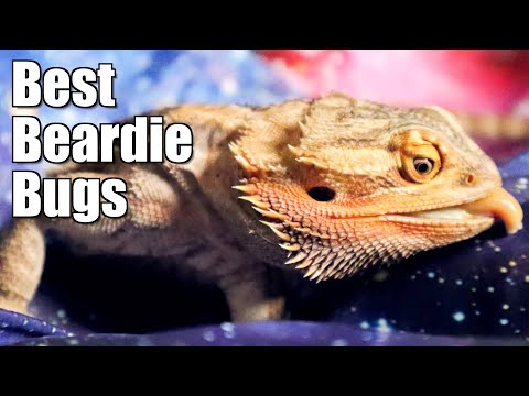 Видео: Кормушки для бородатых агам | с LizardGuru