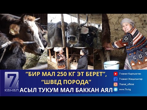 Видео: МАЛ БАГЫП ЖЫЛЫНА 1.5 МЛН КИРЕШЕ ТАПКАН ФЕРМЕР АЯЛ//200 МИҢГЕ БААЛАНГАН УЙЛАР