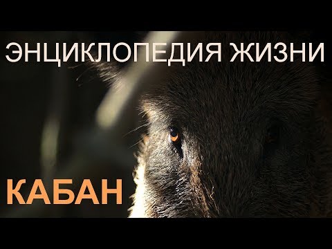 Видео: Кабан. Энциклопедия жизни. Wild boar. Encyclopedia of Life. | Film Studio Aves