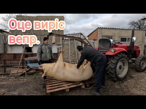 Видео: 😱ТАКОГО кабана СЕЛО давно НЕ БАЧИЛО. Балка ледь не тріснула, трактор з потугами, але підняв.