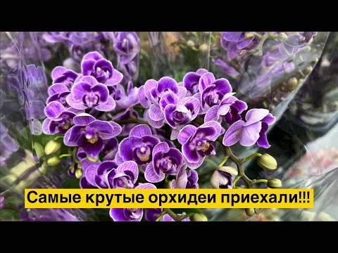 Видео: Свежий обзор @Zeboorhids  - бронируем сразу после видео!!! 🔥🔥🔥