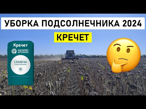 Видео: Уборка Подсолнечника 2024 |  Гибрид Кречет | 10 августа 2024