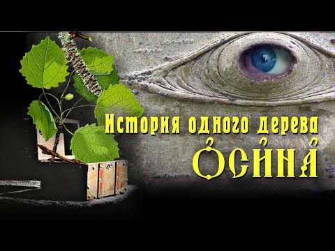 Видео: ОСИНА: чем популярна и почему это дерево называли колдовским I История Одного Дерева
