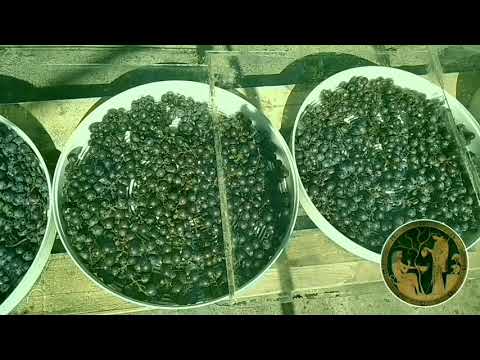 Видео: 🍷Хроника изготовления натурального ликёрного  вина 🔥1 часть