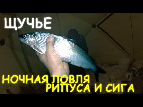 Видео: ЛОВЛЯ РИПУСА И СИГА В КОНЦЕ ГОДА - ЩУЧЬЕ, ГОРОД ЩУЧИНСК