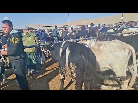 Видео: 27.10.2025.Тайлар,сиырлар,сиырлар бузаумен,қашарлар,таналар,құнажындар,буқалар,бузаулар.🐎🐮🐂🐄🐮🐄🐂🐮🐄🐂🐮🐄
