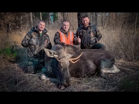 Видео: Охота / коллективная загонная #охота на копытных / лось / кабан / читайте описание под видео