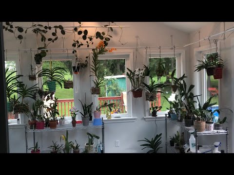 Видео: Строительство оранжереи закончено. Обзор орхидей, хойи, и др.растений. Итоги инвентаризации орхидей