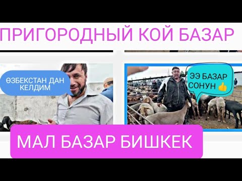 Видео: КОЙ БАЗАР ПРИГОРОДНЫЙ МАЛ БАЗАР 7-СЕНТЯБР 2024ж АРАШАН МЕРИНОС ЧАРБА КОЙЛОР БАРЫН ТАРТТЫК