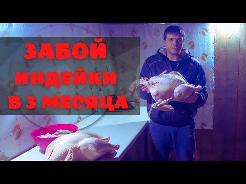 Видео: Забой индейки (хайбрид конвертер) в 3 месяца. Жизнь в деревне.