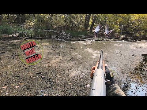 Видео: Охота с МР-155 Profi. За уткой с подхода/Про мой рюкзак/Добыл и закоптил.