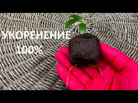 Видео: ХОТИТЕ ЧТОБЫ ЧЕРЕНКИ  КЛЕМАТИСОВ УКОРЕНЯЛИСЬ 100 % ,СМОТРИТЕ и ДЕЛАЙТЕ ТАК ЖЕ .Легко и результативно