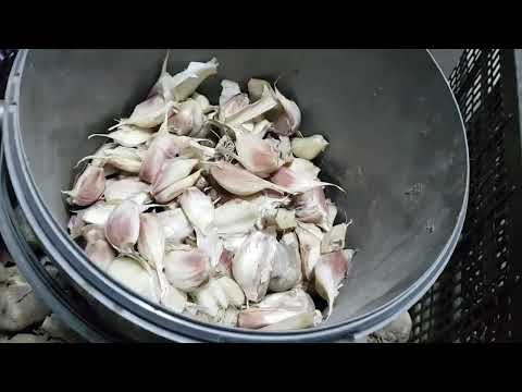 Видео: Чеснок посадка.  01.11.25.