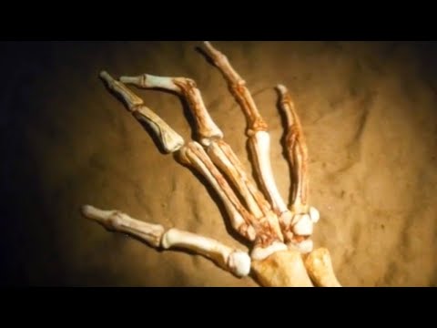 Видео: Съев курицу, он понял, что кости принадлежат человеческой руке | Краткий Пересказ Фильма