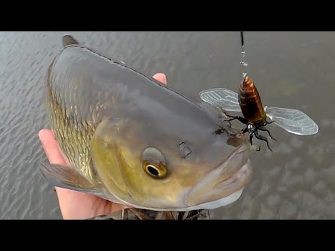 Видео: Ловля голавля на спиннинг. Октябрьский "тараканинг"!