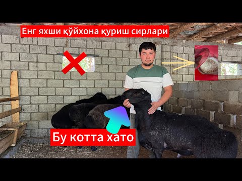 Видео: Қўйхона қуришда асло бу хатони қилманг бу хафли😱 қйў боқиш сирлари