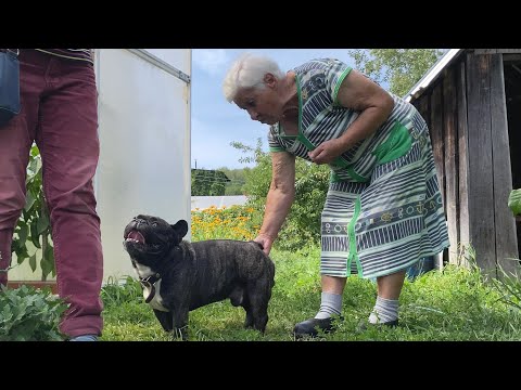 Видео: Олег знакомится с бабушкой | Французский бульдог