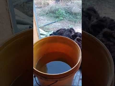 Видео: Жун жуу , йірен Қазақ, көрпе тігу