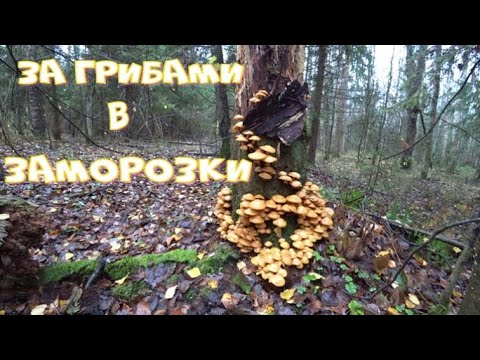 Видео: Какие грибы растут после заморозков?В лес после морозной ночи!Грибы заправленные зимним антифризом!