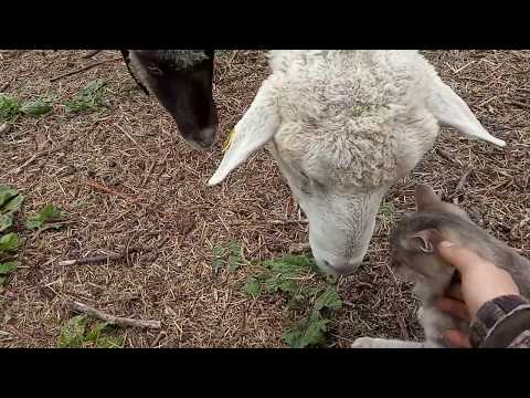 Видео: Обработка овец от блох. Лёгкий способ вывести блох.
