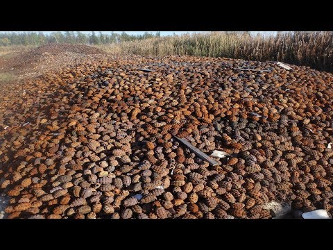 Видео: ЖУТКИЕ НАХОДКИ В ЛЕСУ. БЕРЕГИТЕ СЕБЯ!