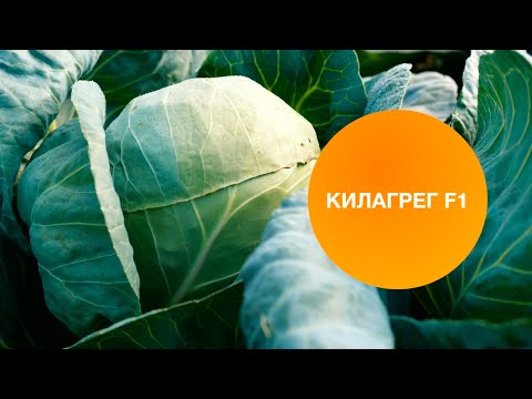 Видео: КИЛАГРЕГ F1 | Овощная усадьба